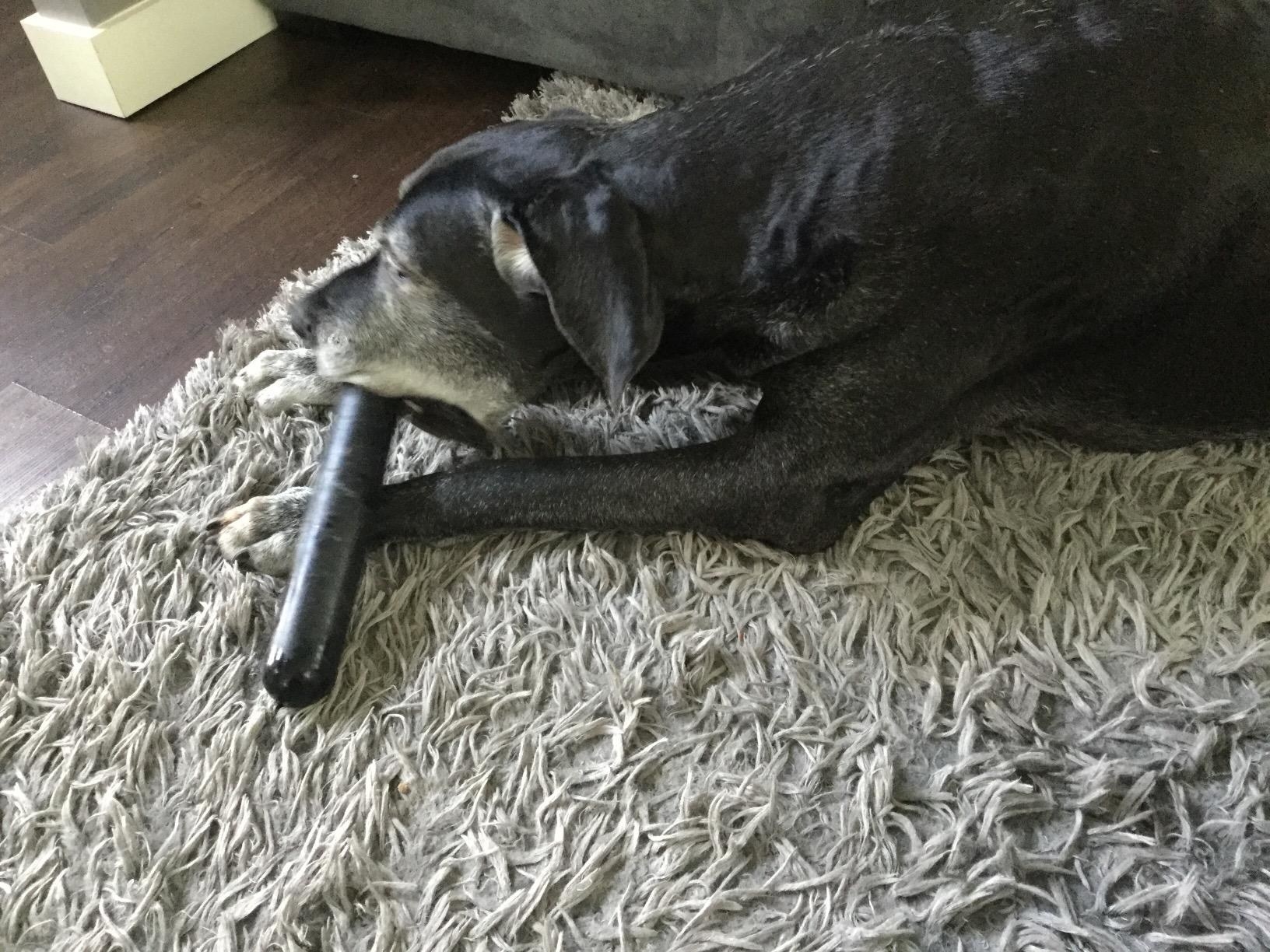 A Great Dane chews on the toy, which is a rubbery rod with rounded ends