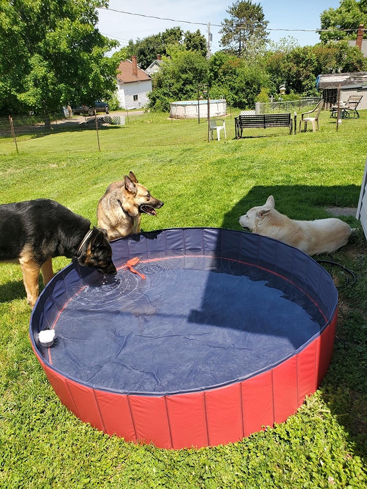 The pool, which is large enough for German Shepherds to play with