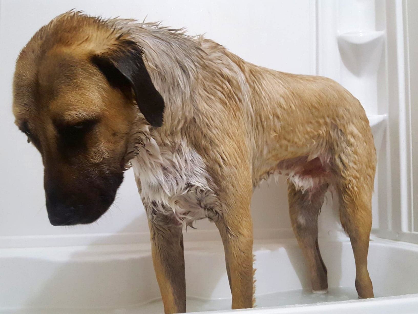 A large dog taking a bath with the wand