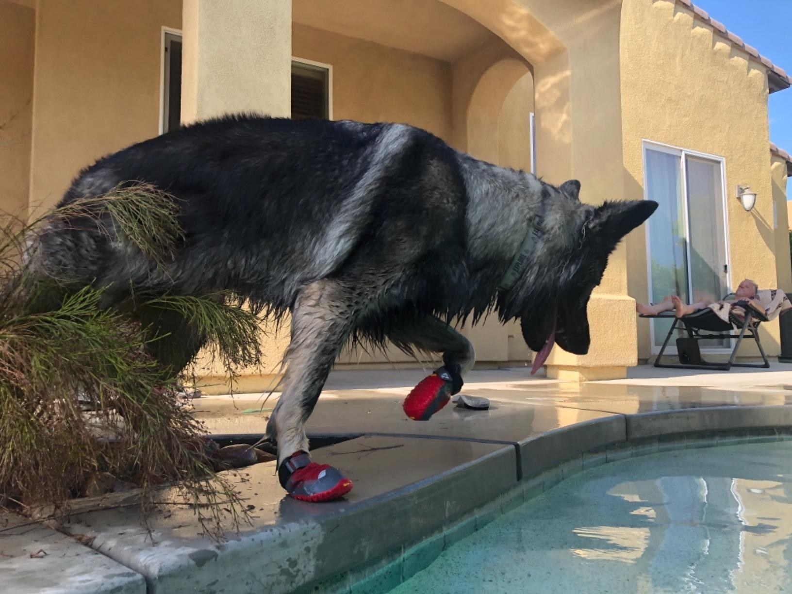 A dog wearing the booties, which go up to the ankle