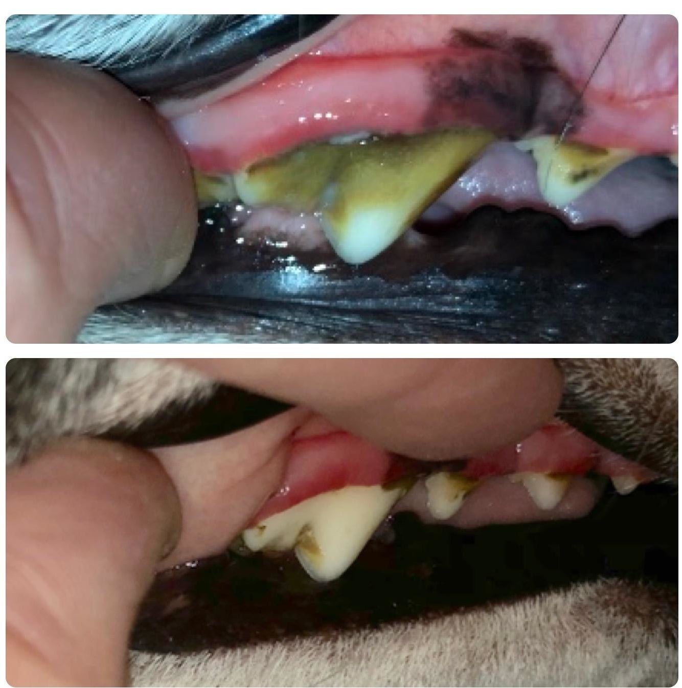 A dog&#x27;s teeth before and after a month of using the toothpaste. Before, large stains, after, mostly white