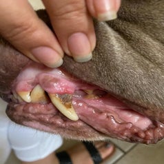 A dog's teeth before using the scapers, with a large stain