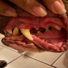 A dog's teeth after using the scrapers, looking almost totally clean