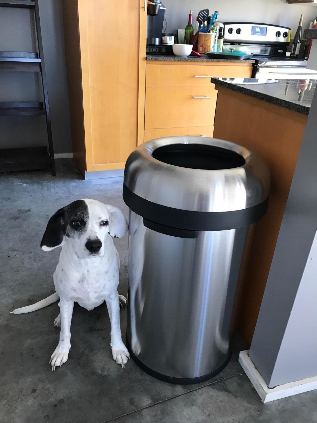 reviewer image of a dog sitting next to a simplehuman open top trash can in a kitchen