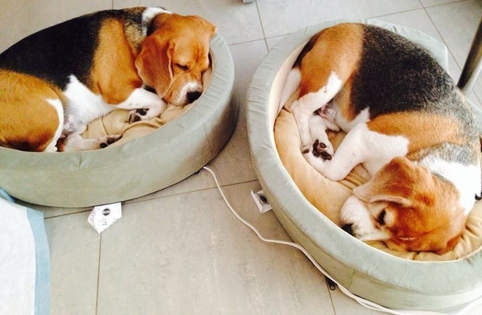 Beagles use the heated bed