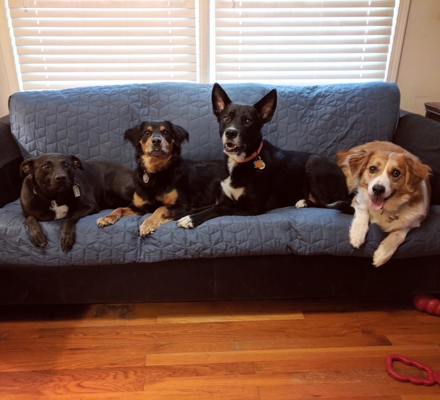 Dogs rest on a couch covered with this product, in blue