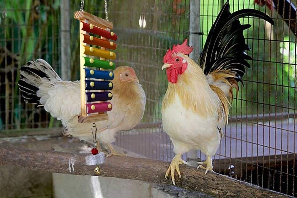 The xylophone hanging in a chicken coop