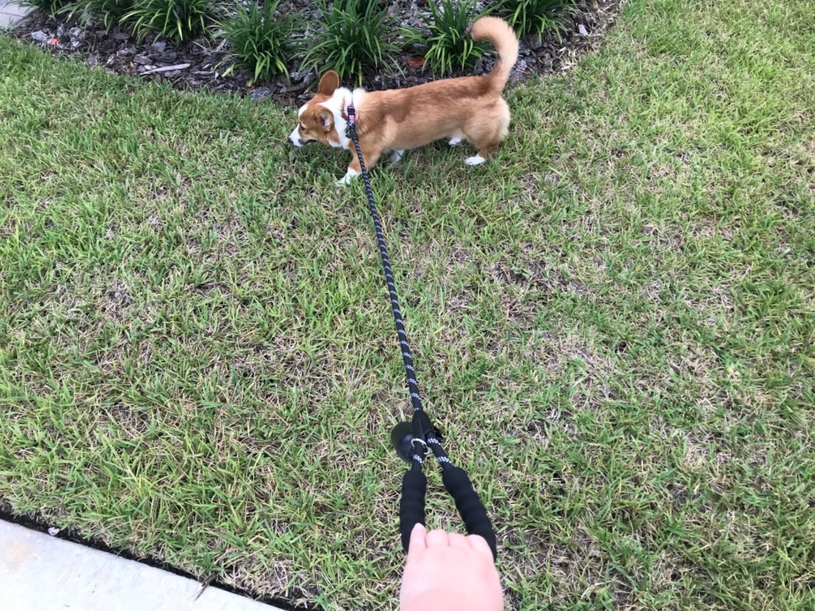 A person uses the leash while their dog pulls on it