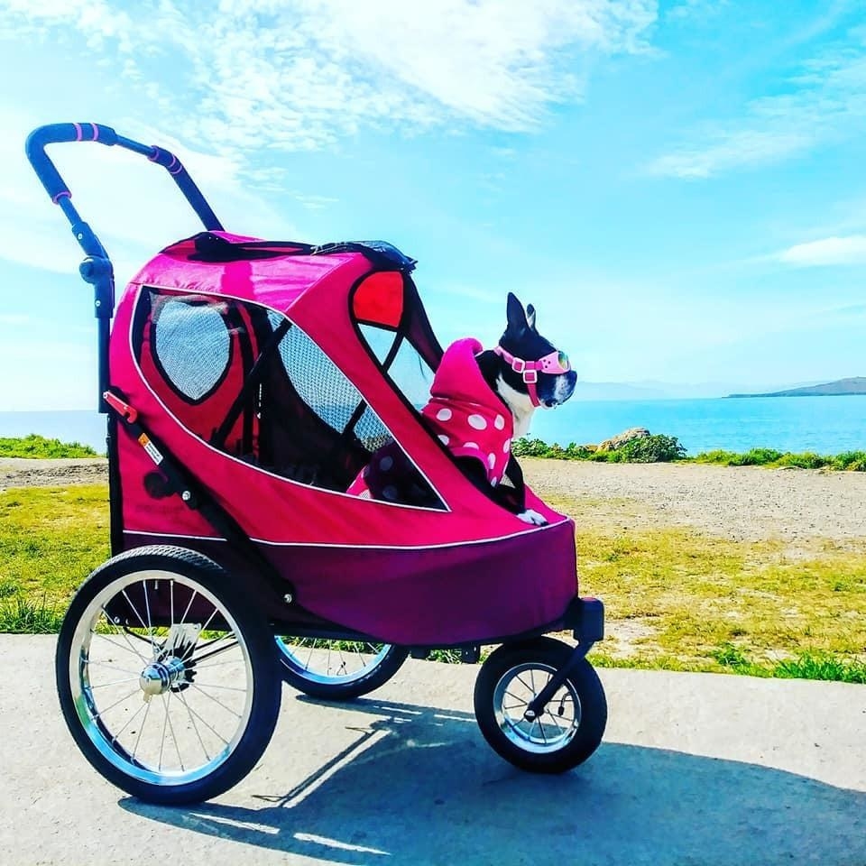 A dog in the stroller