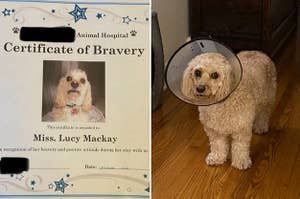 A Certificate of Bravery from a vet, and a dog wearing a cone