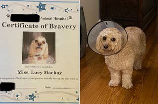 A Certificate of Bravery from a vet, and a dog wearing a cone