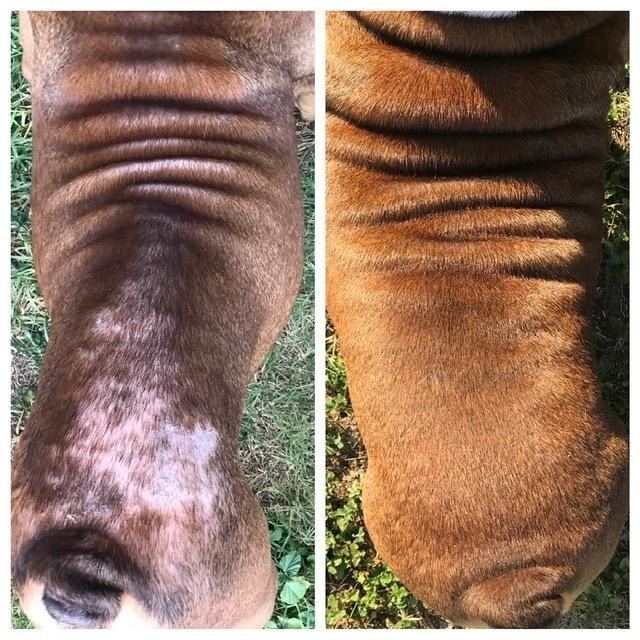 A dog before and after the spray. Before, patchy bald spots, after, coat looking smooth