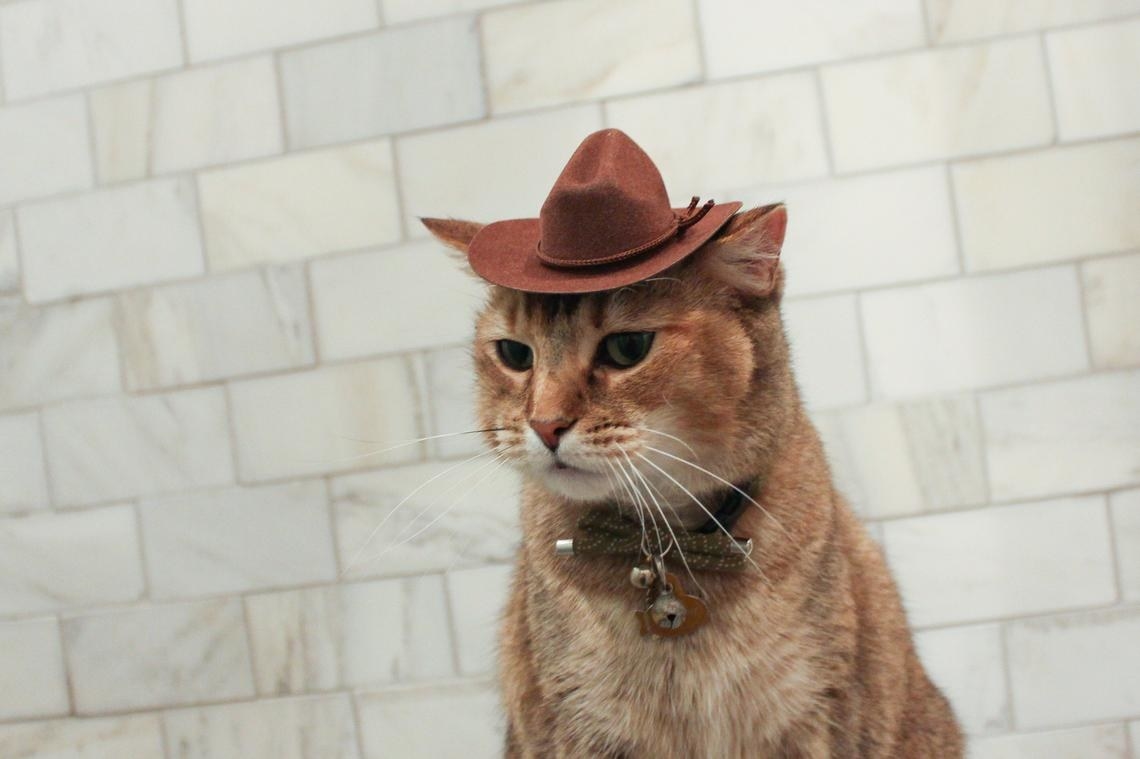 cat wears small cowboy hat 