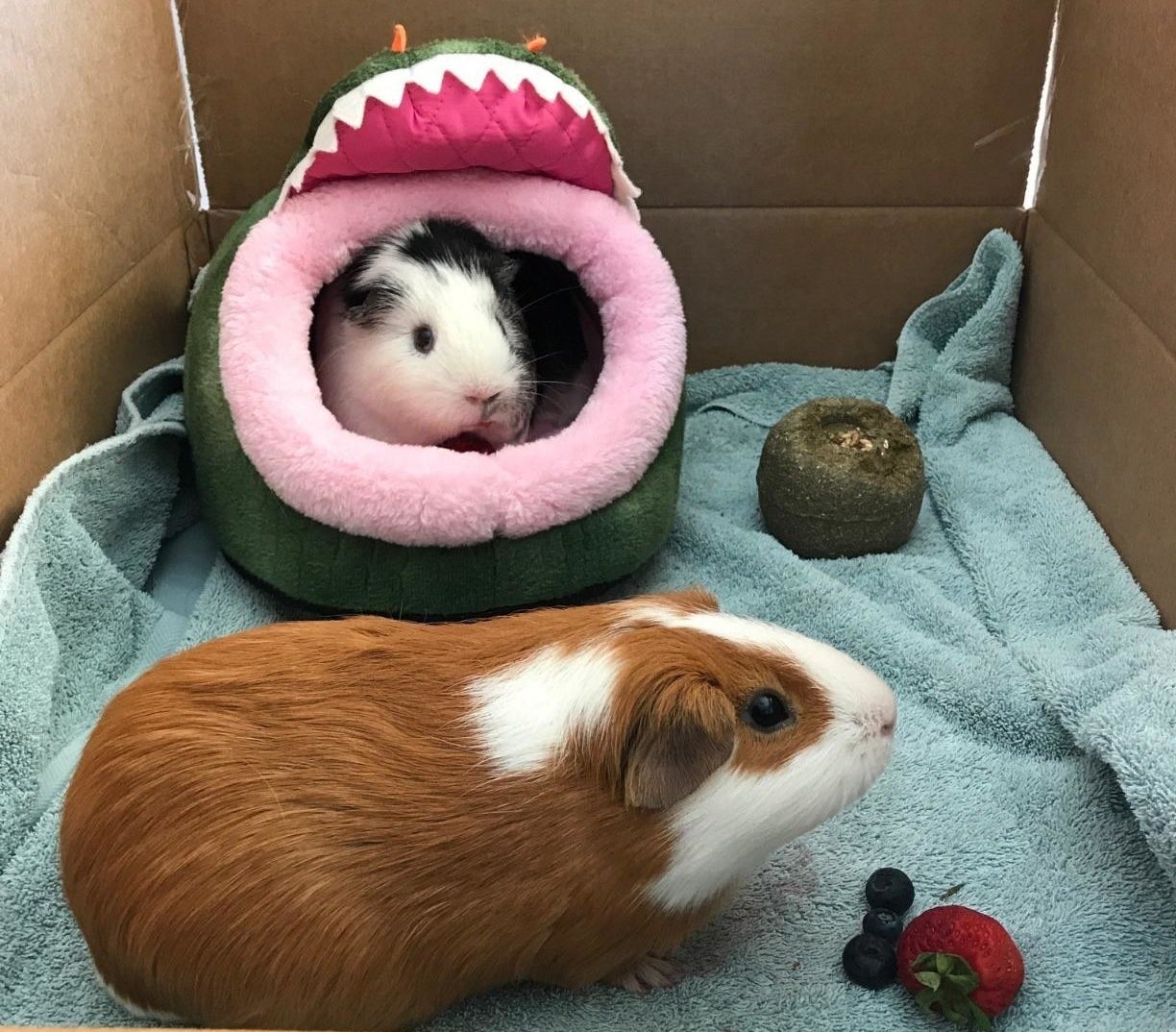 Guinea pigs in a cage with the crocodile mouth-shaped bed