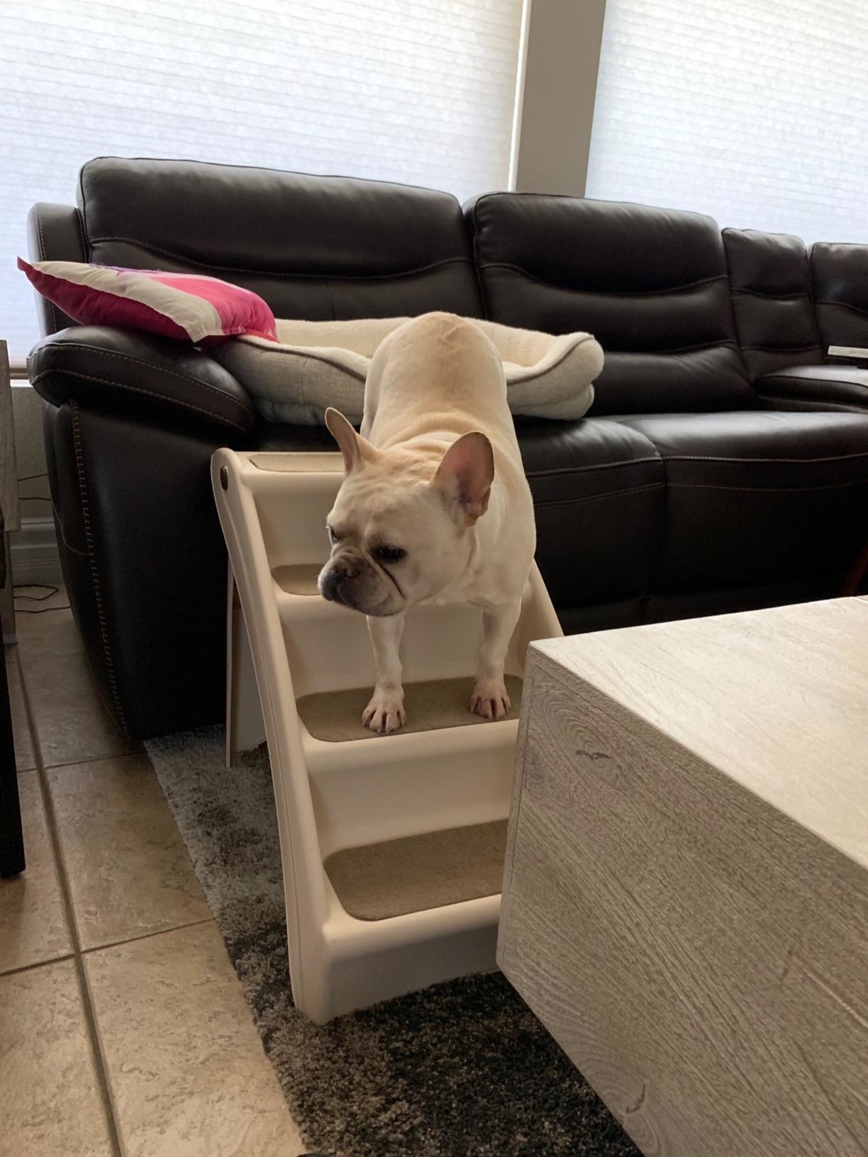 A dog climbs down from the couch using the steps