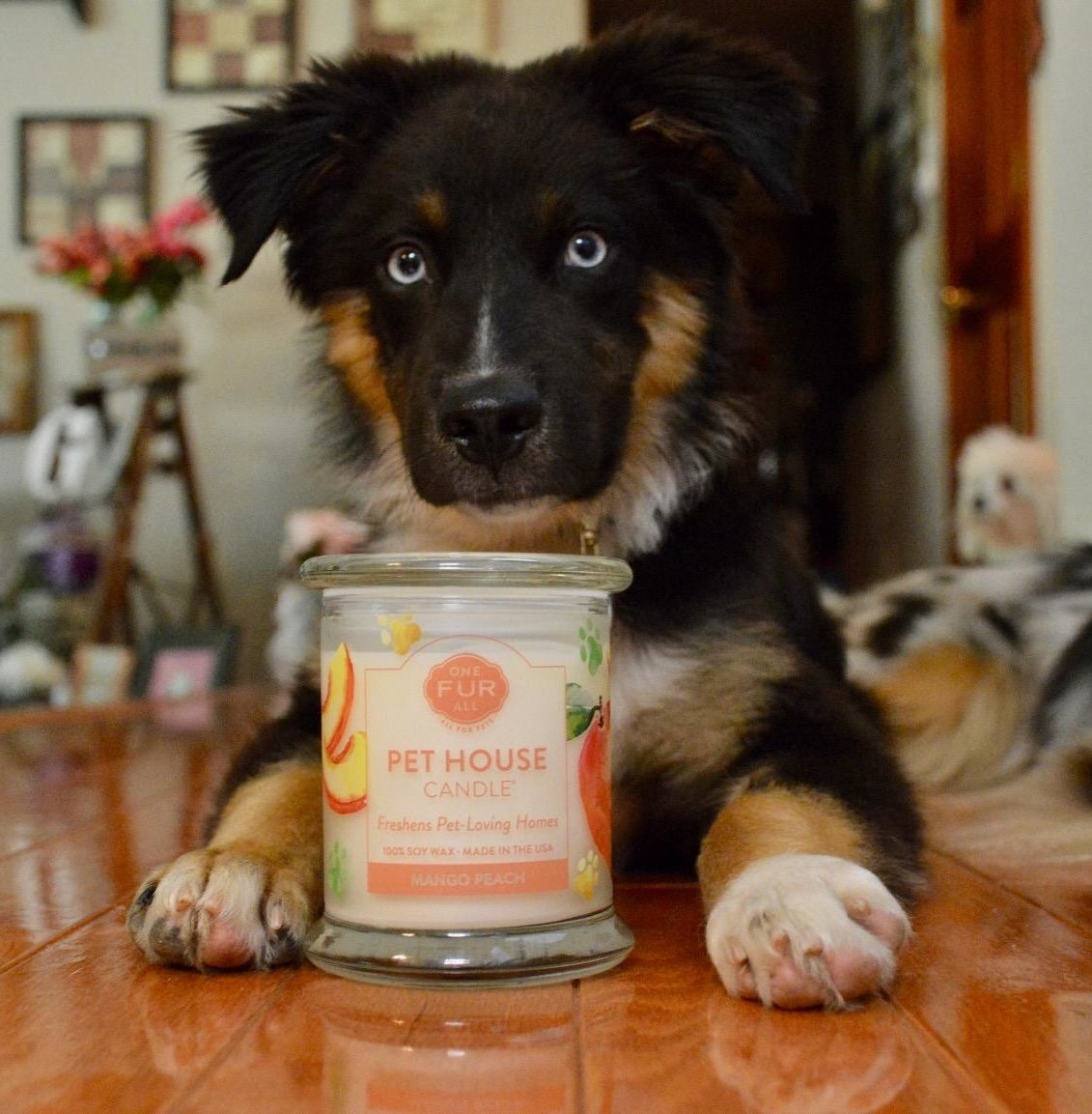 reviewer pic of their pup lying on the ground with the clear glass candle between their paws