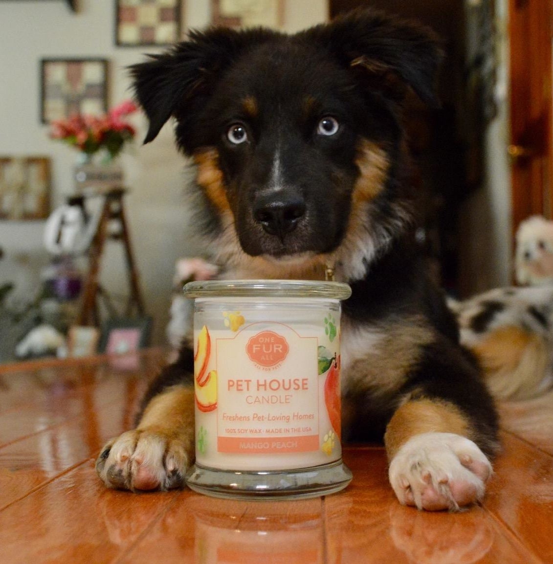 reviewer pic of their pup lying on the ground with the clear glass candle between their paws