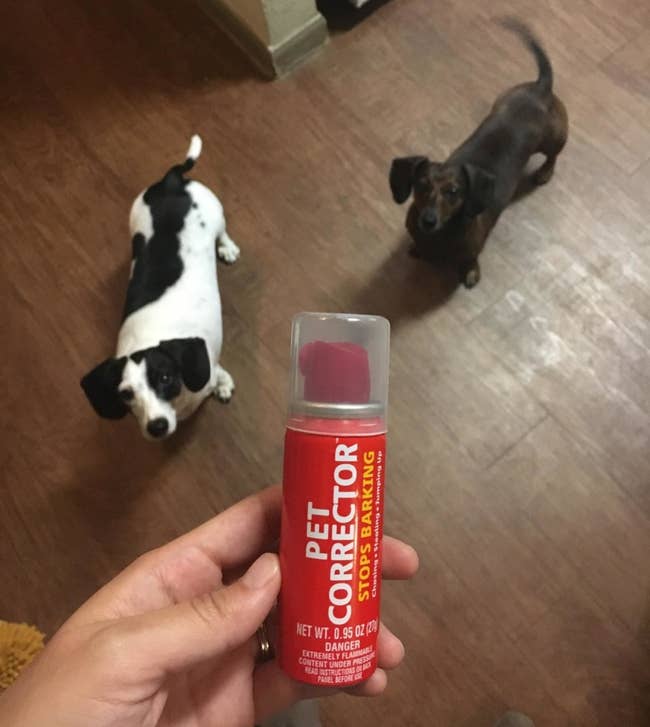Reviewer holding the pet corrector as two dogs look up at it