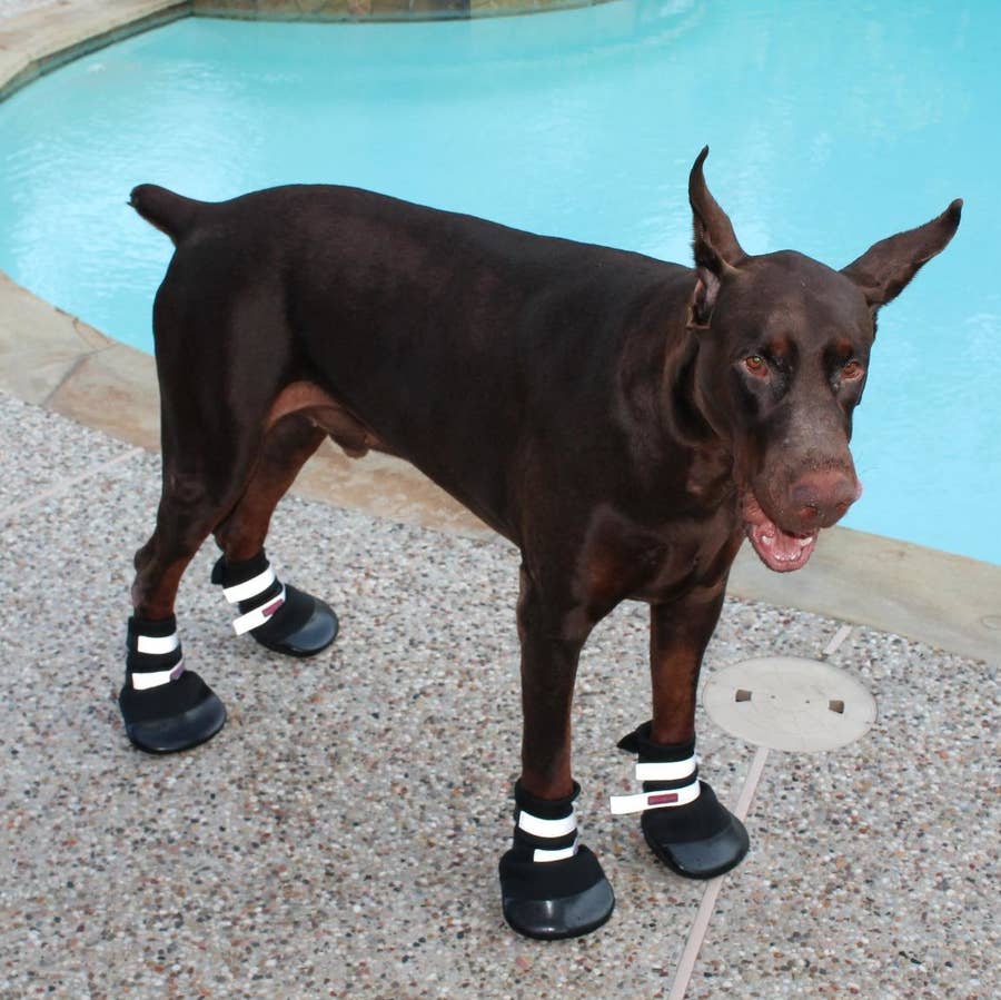Converse Paw Stars Booties — All Season Dog Shoes — Sweetie B Petwear