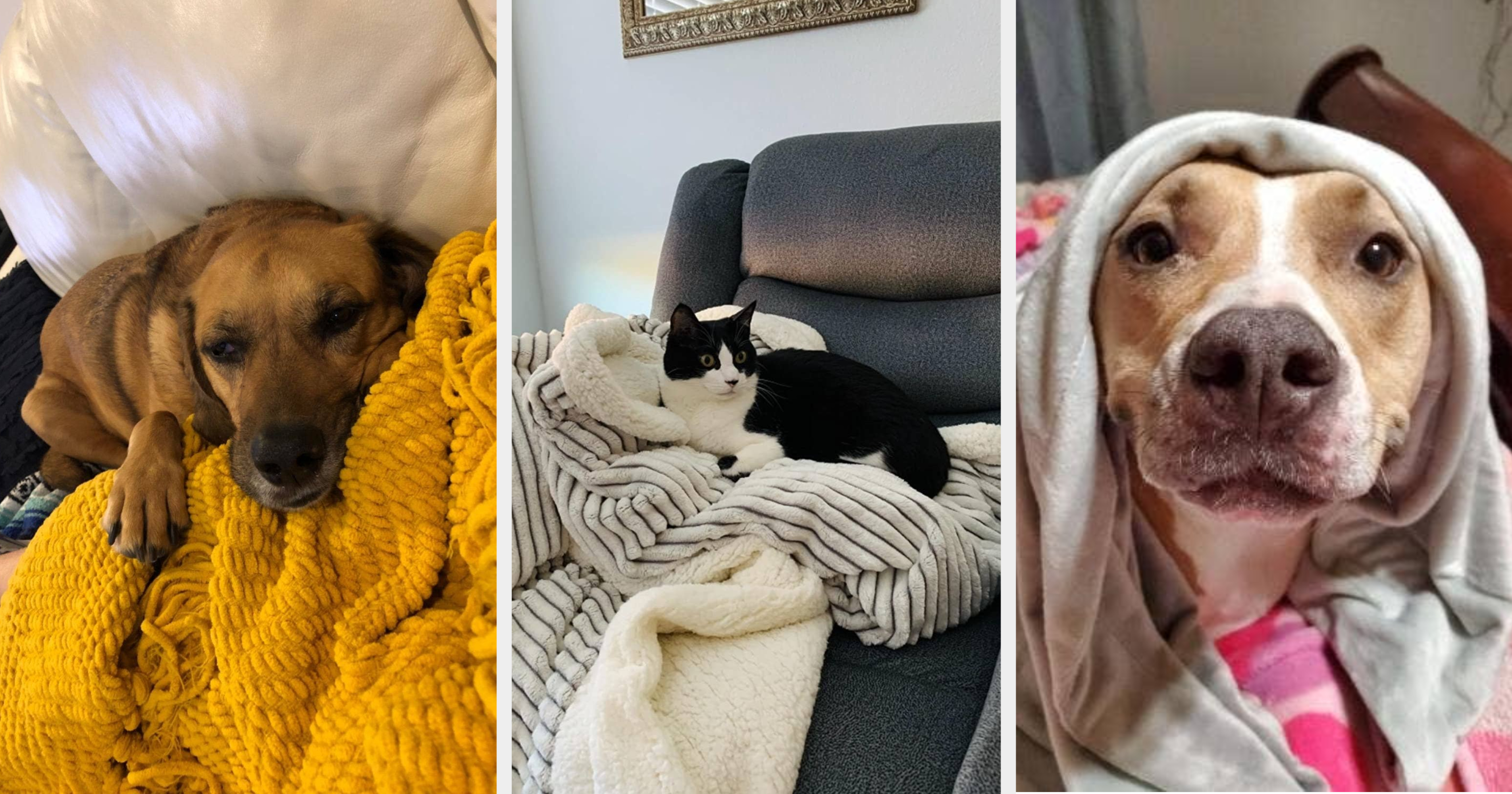 22 Cozy Blankets For Both People And Pets