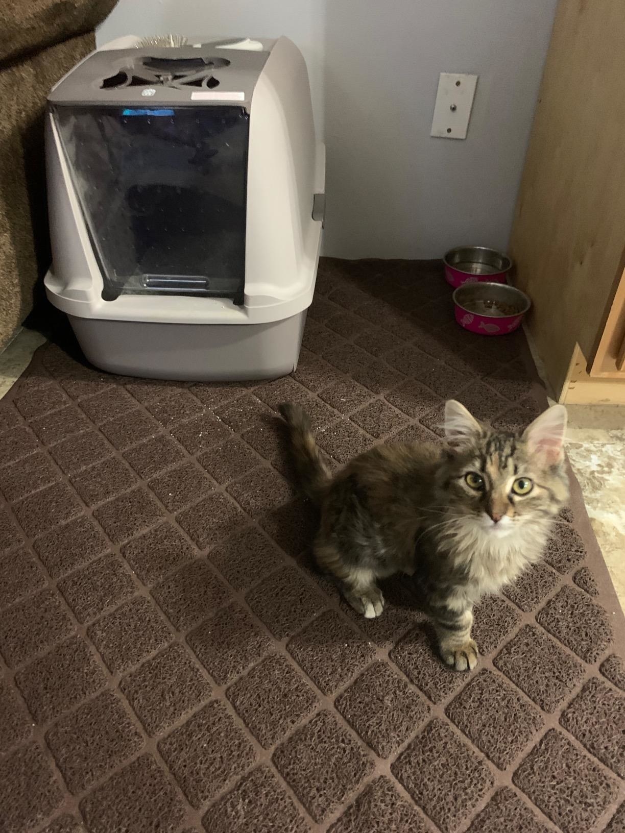 A litter box and kitten on the mat showing how the mat traps litter