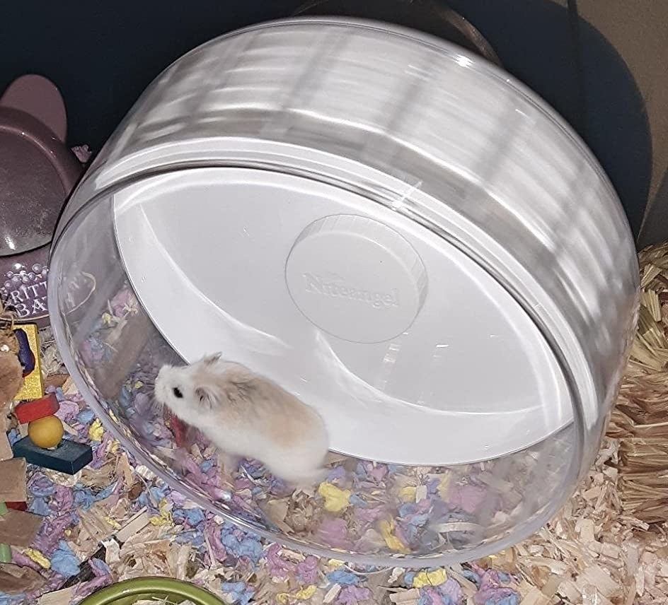 Thor the hamster uses their wheel