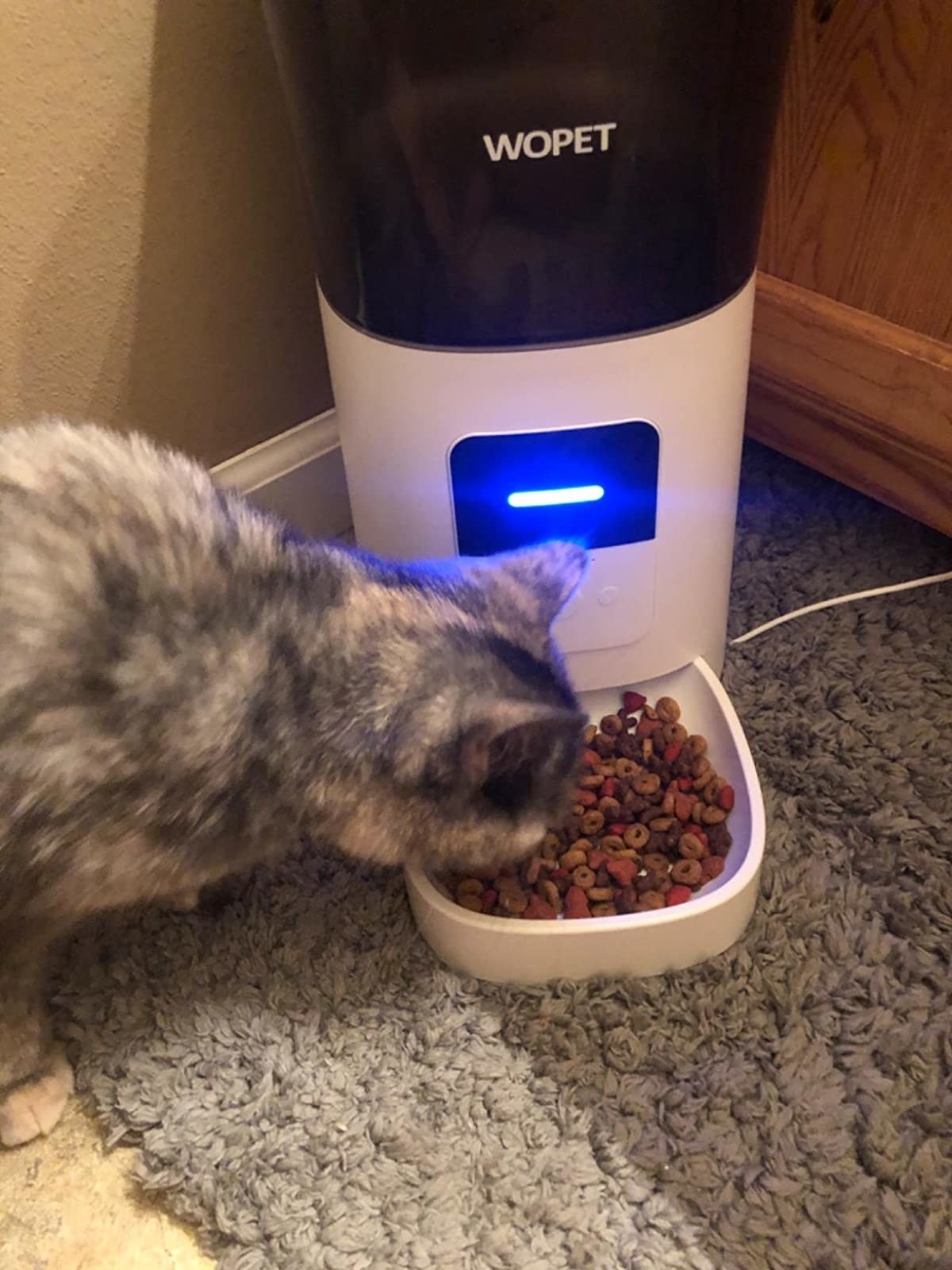 A cat eats out of the feeder