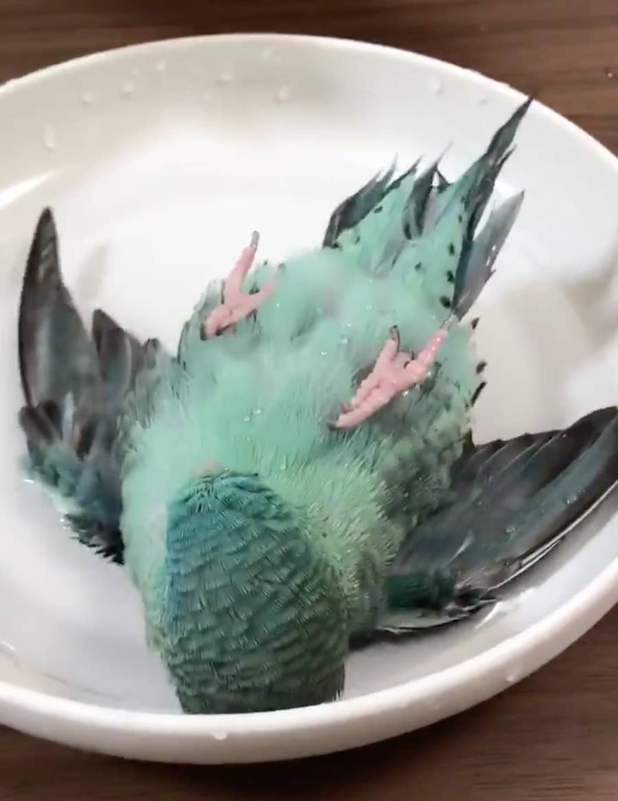 されるがまま 下味をつけられているようなインコの水浴び動画に 海外の人も大絶賛