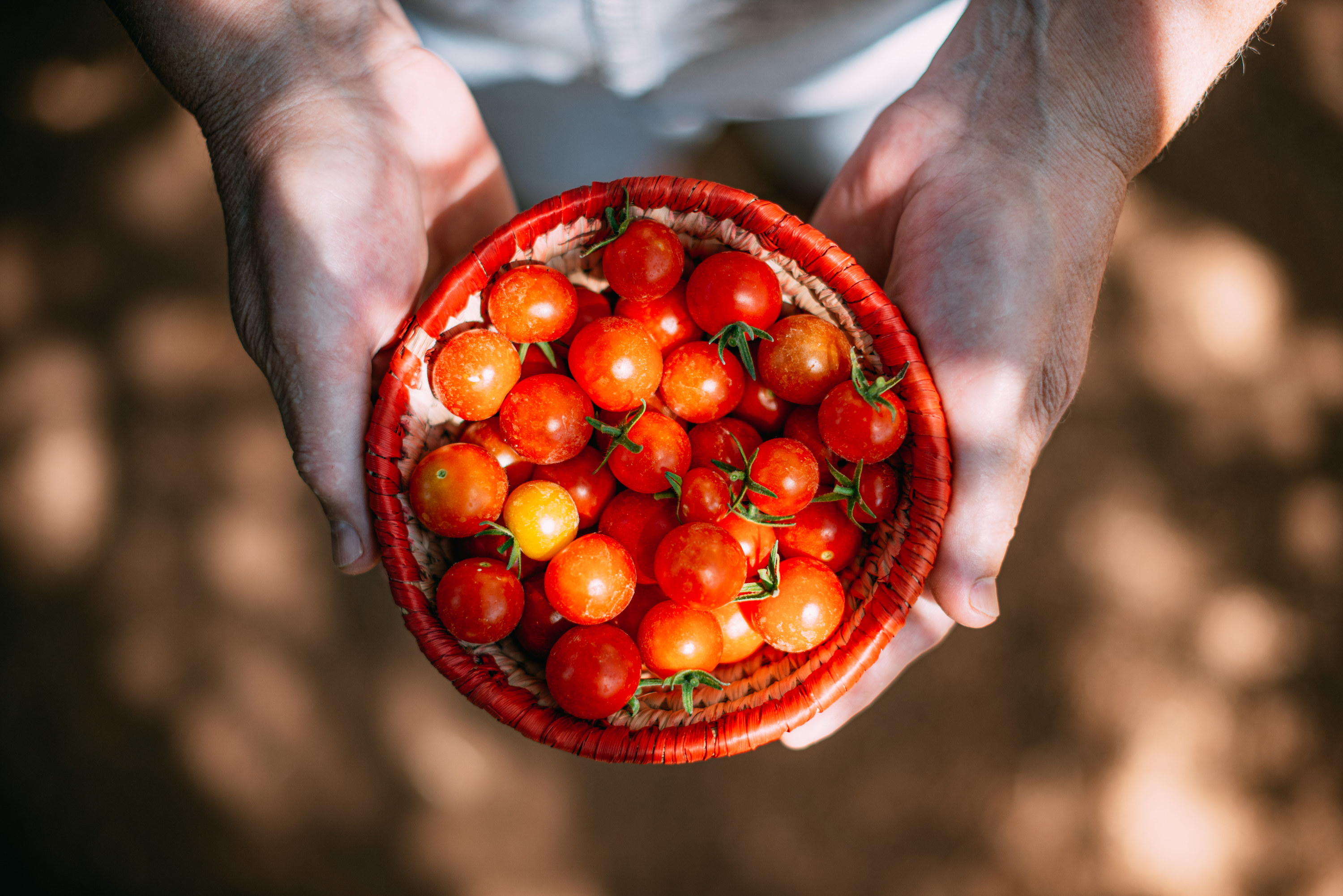 Two hands holding a wicker bowl of cherry tomatoes 