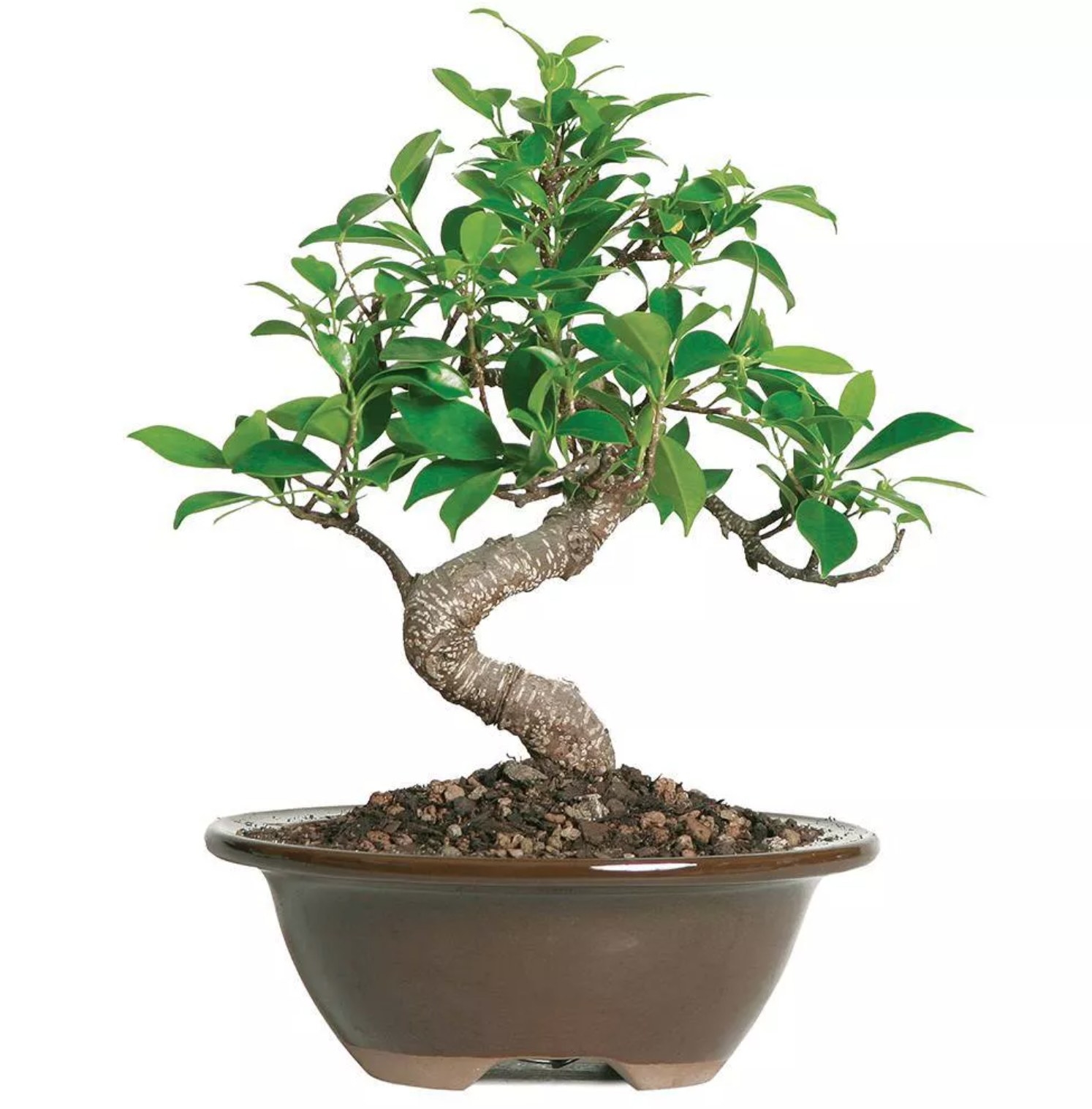 A small bonsai tree 