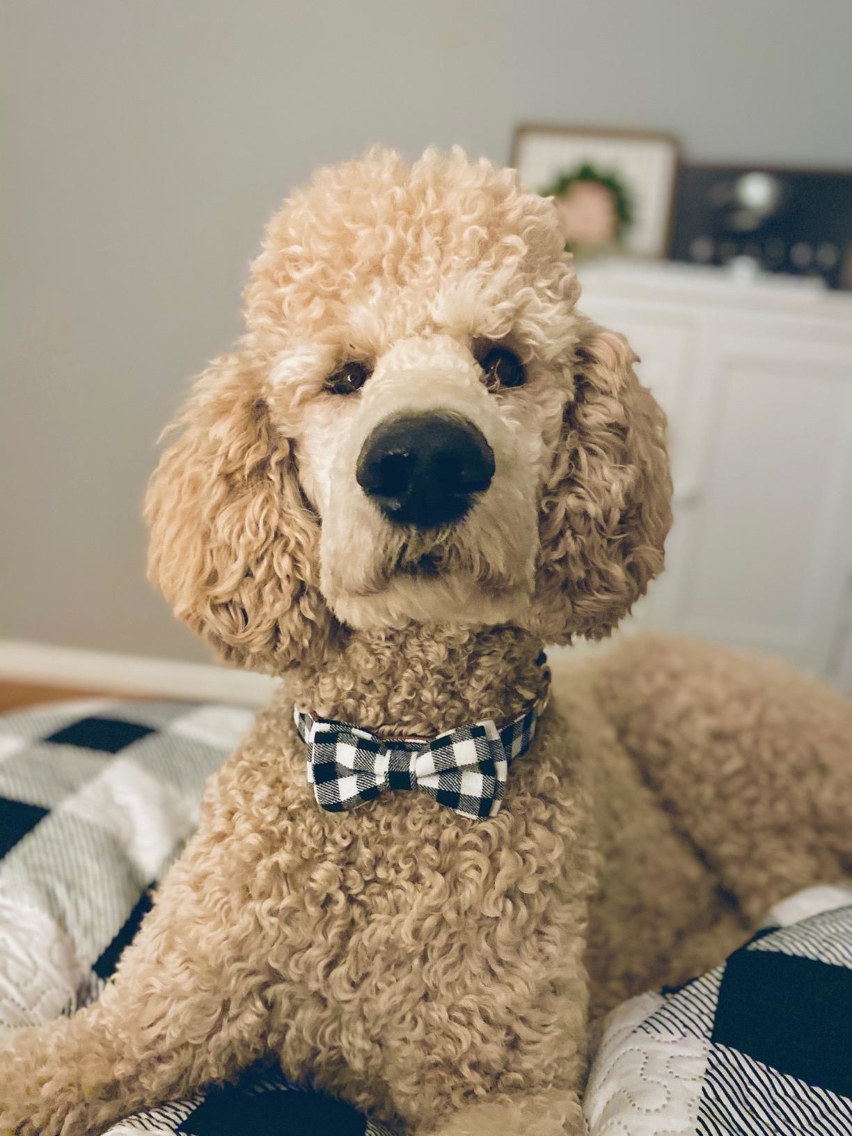 The bow tie in black and white check print