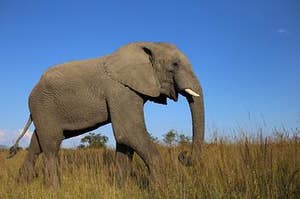 An African bush elephant on the grassland