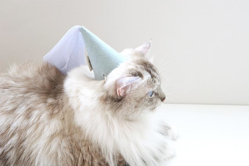 cat wears a cone shaped hat with ribbon coming out the top