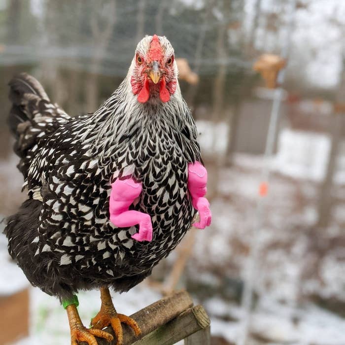 chicken with plastic pink raptor arms 