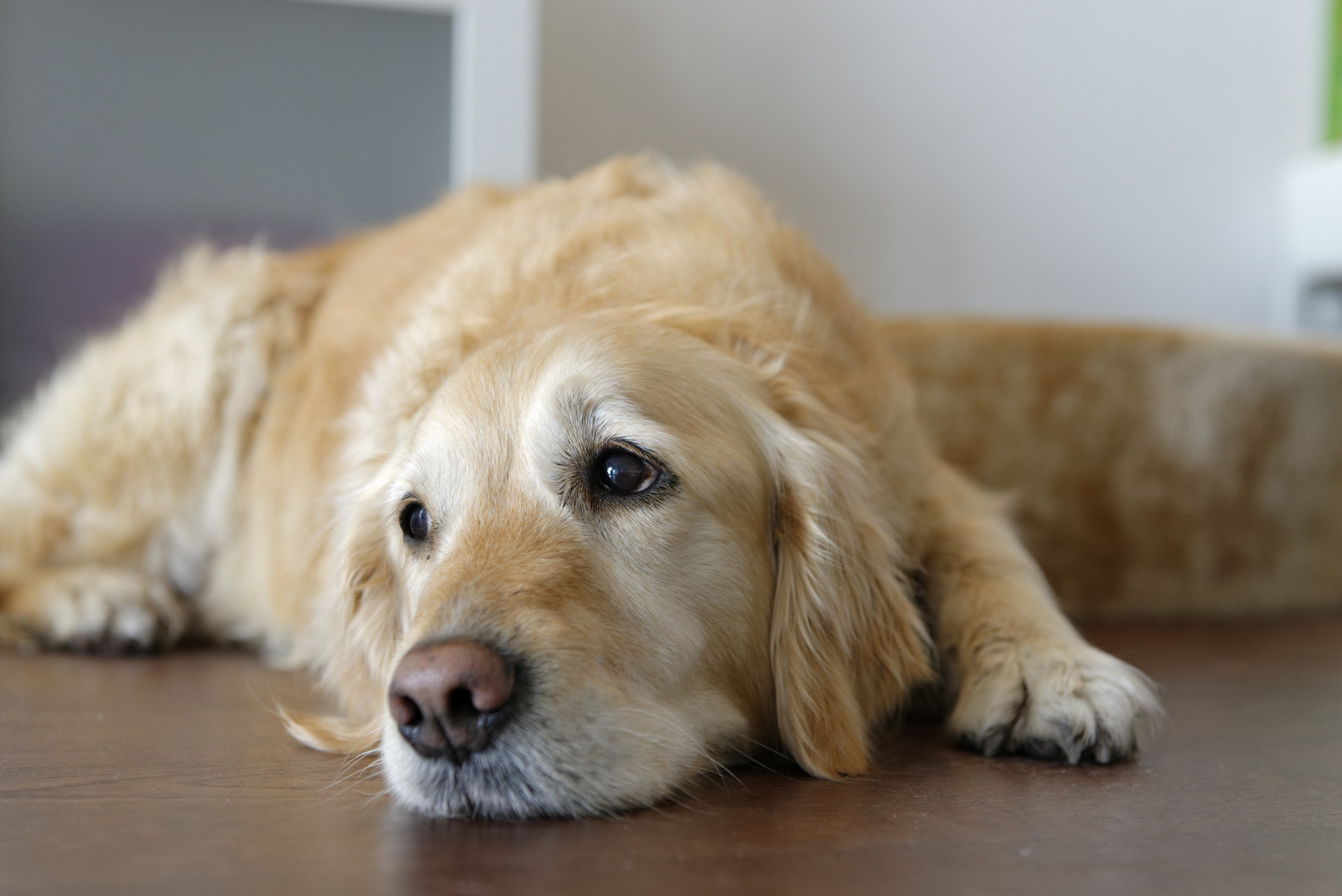 A best sale dog sitting