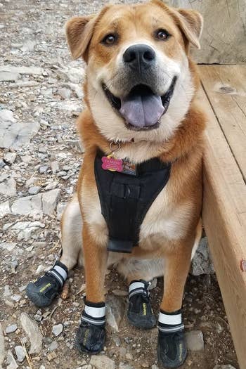 A reviewer photograph of a Show and Lab mixed canine wearing the canine booties and sitting extracurricular