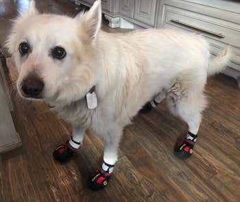 A reviewer photograph of a medium-sized achromatic canine wearing the booties lasting wrong