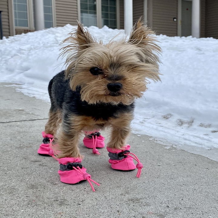 15 Best Dog Booties And Dog Shoes For All Weather