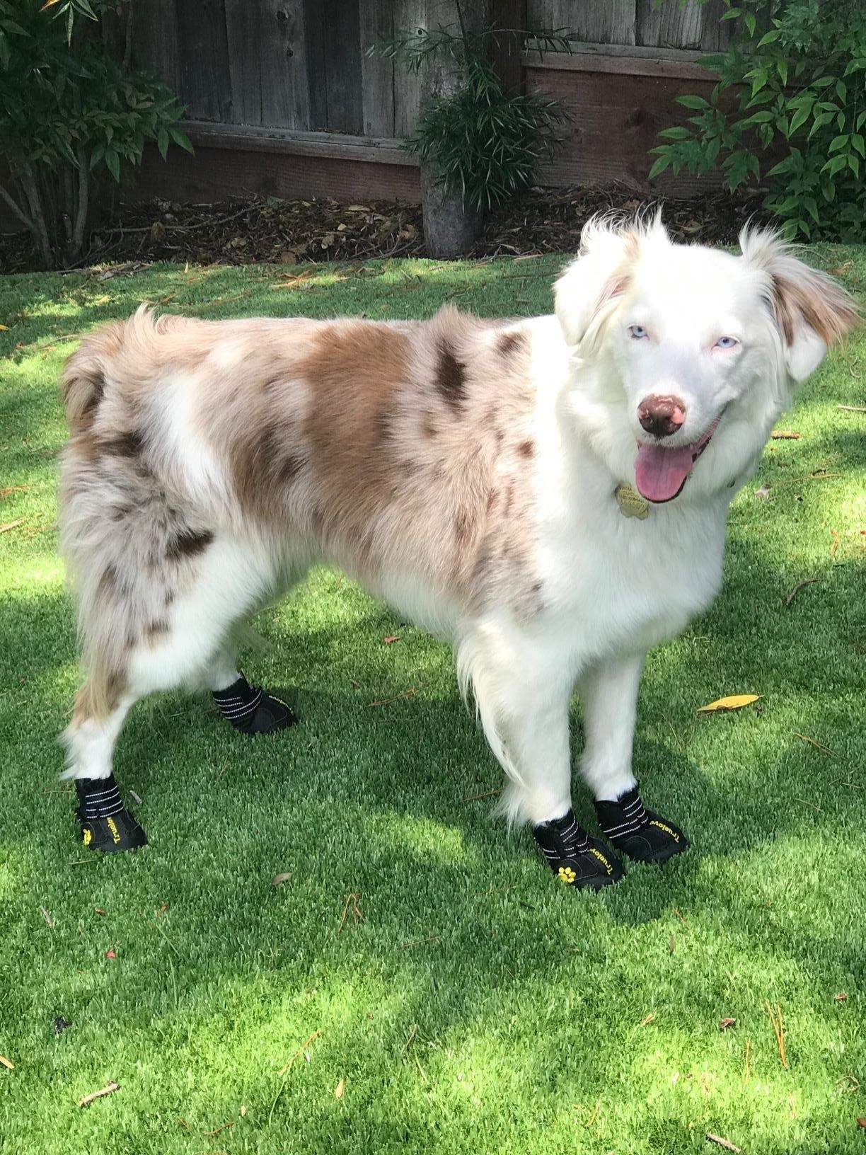 How Long To Keep Booties On Dog
