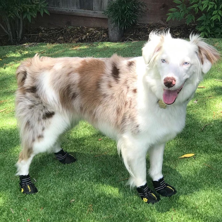 15 Best Dog Booties And Dog Shoes For All Weather