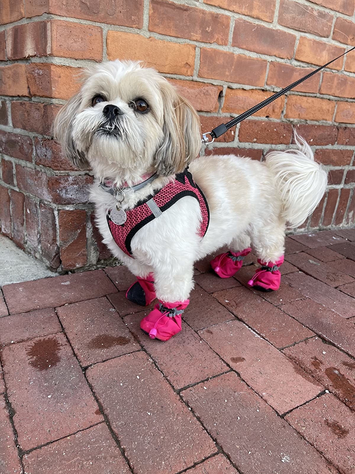 15 Best Dog Booties And Dog Shoes For All Weather