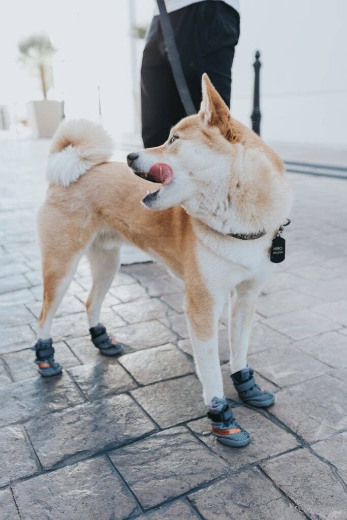 Converse Paw Stars Booties — All Season Dog Shoes — Sweetie B Petwear