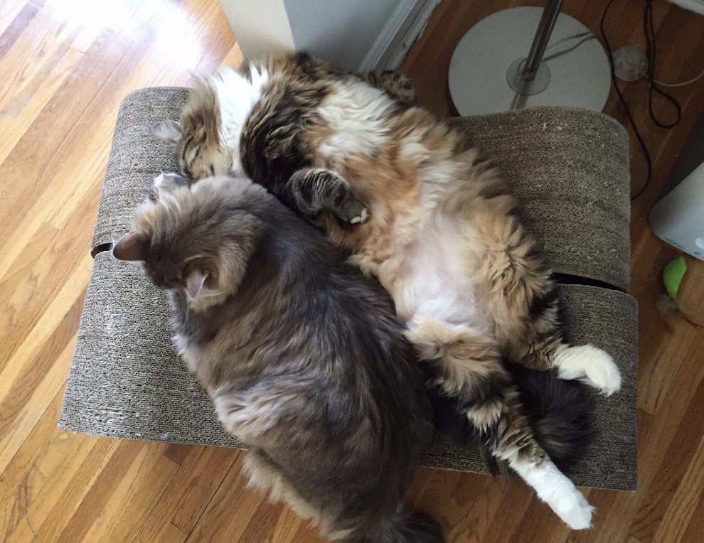 25 Amazon Pet Toys That'll Keep Your Pet Entertained