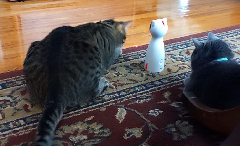 Two cats entertained by the laser pointer, placed on the floor