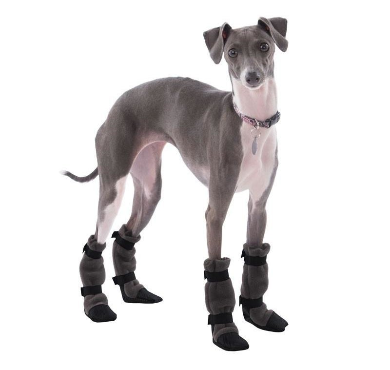 An Italian Greyhound dog with fleece booties on 