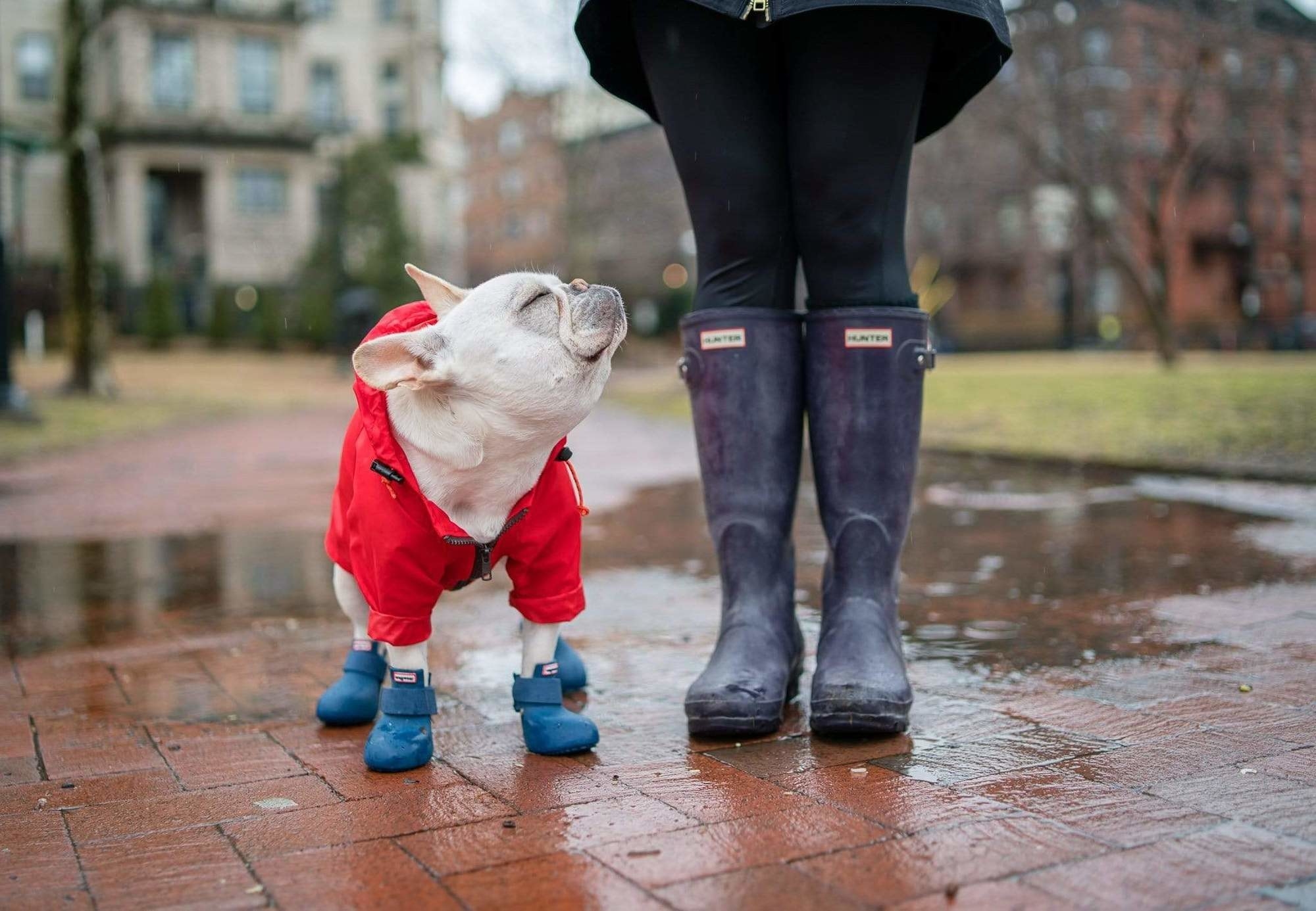 Hunter boots 2025 for dogs