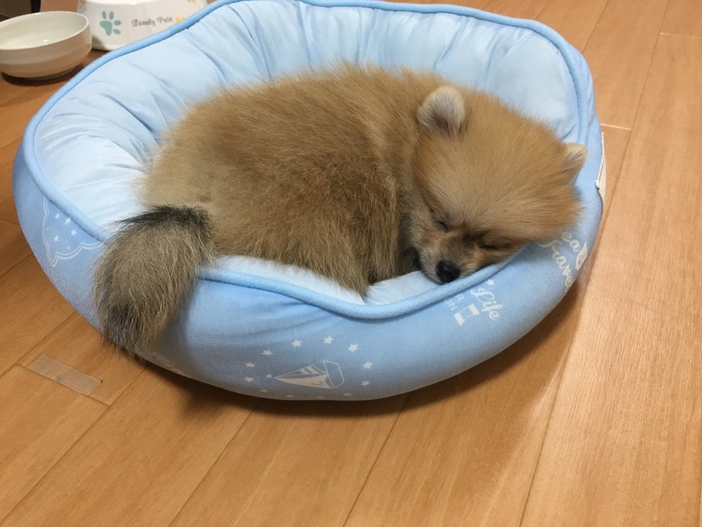 毛がすごくてポメラニアンに見えないイッヌ たぬきと言われていたけど 現在の姿は