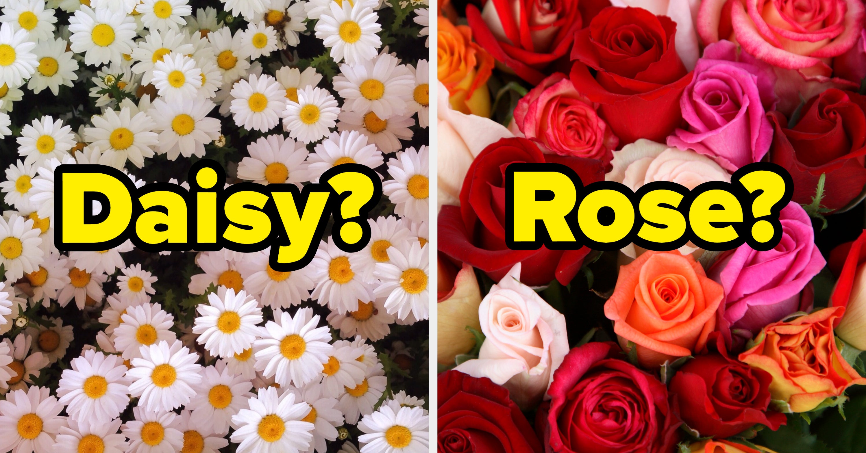 What Kind Of Flower Are You?