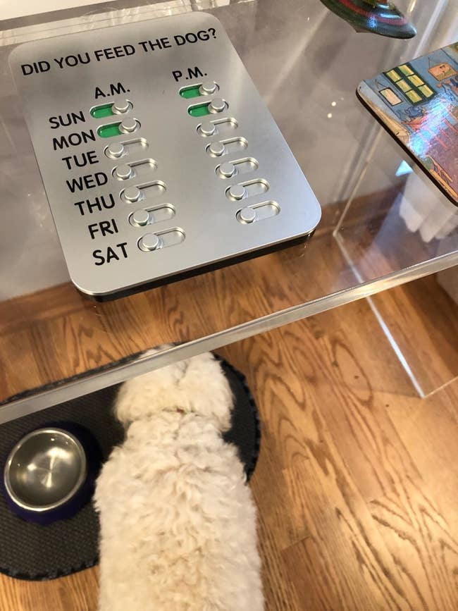The a.m. p.m. feeding tracker sat on a table above a dog eating