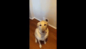 Dog with egg on its nose from Unusual Videos GIF